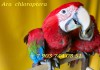 Фото Ручные птенцы зеленокрылый ара из питомника