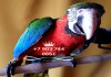 Фото Гибрид попугаев ара - Арлекин, ручные птенцы из питомника