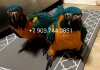 Фото Синегорлый ара (Ara glaucogularis) - ручные птенцы из питомника