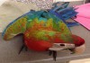 Фото Огненный ара (гибрид попугаев ара) - ручные птенцы из питомника