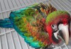 Фото Огненный ара (гибрид попугаев ара) - ручные птенцы из питомника