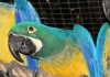Фото Калошуа (гибрид попугаев ара) - ручные птенцы из питомника